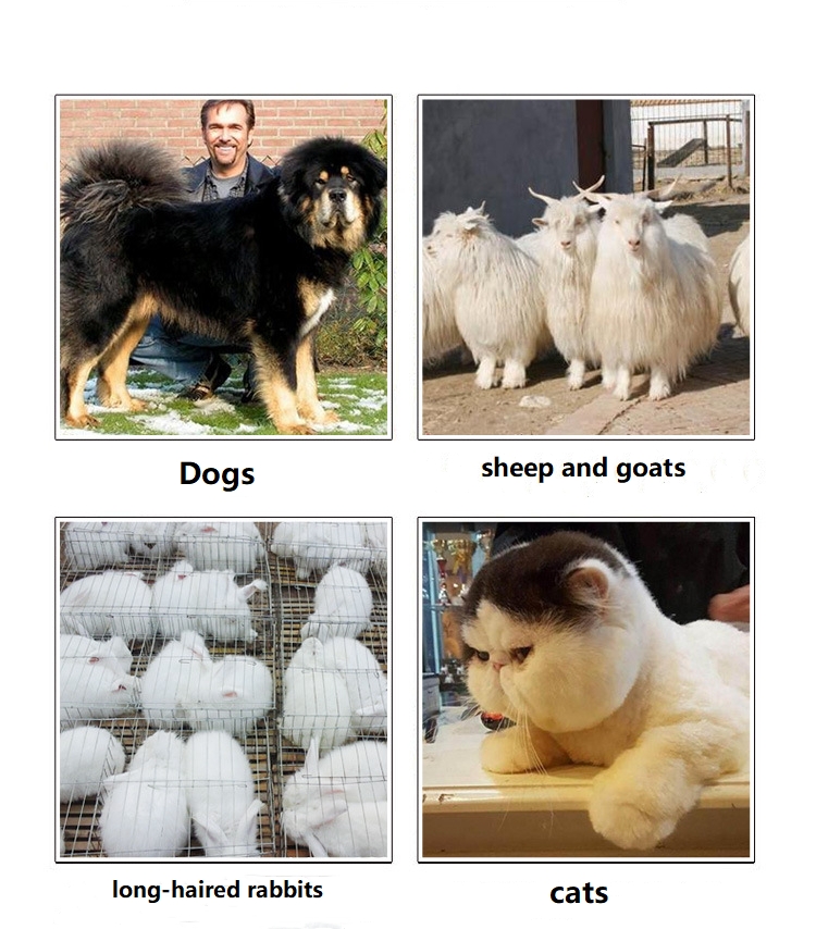 Tosquiadeira para animais de estimação com fio T63