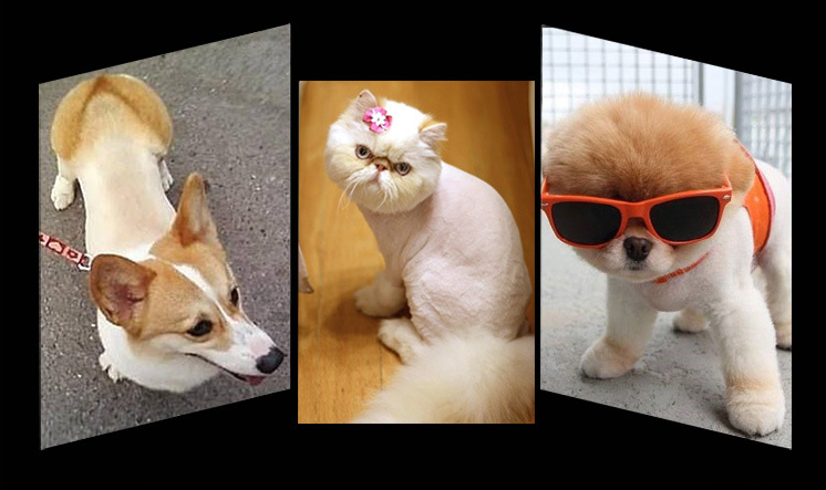 Máquina de cortar animais sem fio D28